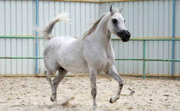 DANA AL THAMER دانة الثامر 27 أزرق : اللون يونس يوسف / السيد : المالك أحمد يوسف الدمستاني COLOR: GREY OWNER: MR YUNES YUSUF AHMED YUSUF
