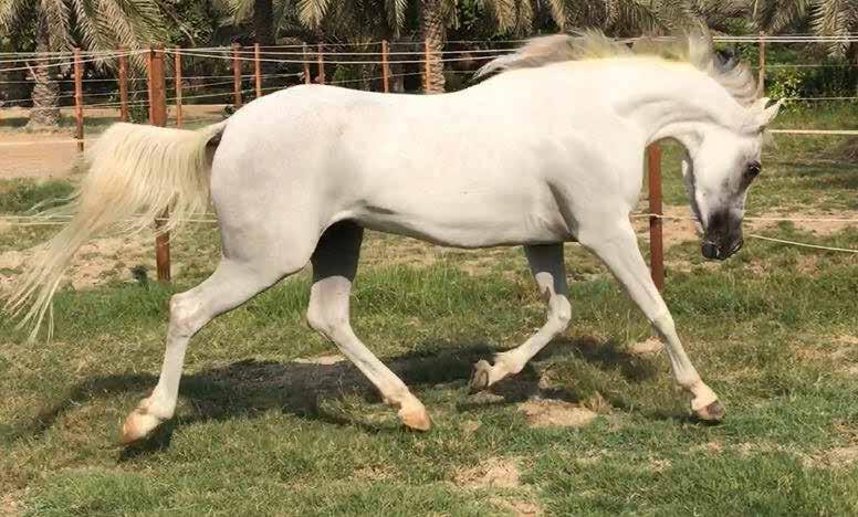 JOLIE QTTOON AL MOHANNA قطون المهنا 28 أزرق : اللون طالل فوزي أحمد / السيد : المالك علي كانو COLOR: GREY OWNER: MR ALI HAMEED ABDULLA