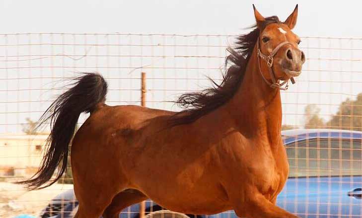 فاليريا (أف) VALERIA F 29 الجنس : فرس اللون : أحمر المالك : السيد / علي حميد عبداهلل جاسم عبداللطيف GENDER: Mare COLOR: BAY OWNER: MR ALI HAMEED ABDULLA JASIM ABDULATIF تاريخ الميالد Date of Birth