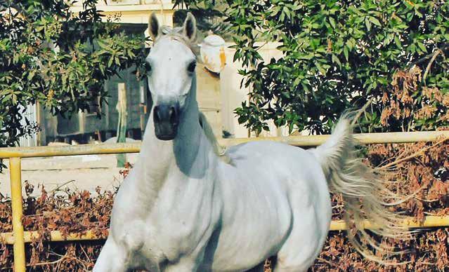 AALI BASHAYER عالي بشاير 3 أزرق : اللون س مهدي خادم / السيد : المالك هاشم علي COLOR: GREY OWNER: MR S MAHDI KHADIM HASHIM ALI Date of Birth 4-Sep-2008 تاريخ الميالد بشير الشقب BASHIR AL SHAQAB عالي