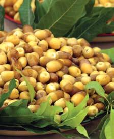 واملنتجات التي ميثل التمر فيها مكونا GأSساSسيا واحلفاظ على اSستمرار هذا التعاون. 4 نûشر ثقافة نخيل التمر على املùستويات املحلية وGالإقليمية والدولية.