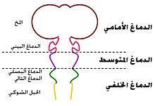يقتضي منا متابعة نمو التلقيح تنشأ البويضة المخصبة الجهاز العصبي والتي سوف منذ مرحلته األولى المتمثلة تنقسم لينجم عنها باإلخصاب )Plasmocyte) 23 زوج من الكروموزومات وتمايزها لتحصل بعد جدر الرحم