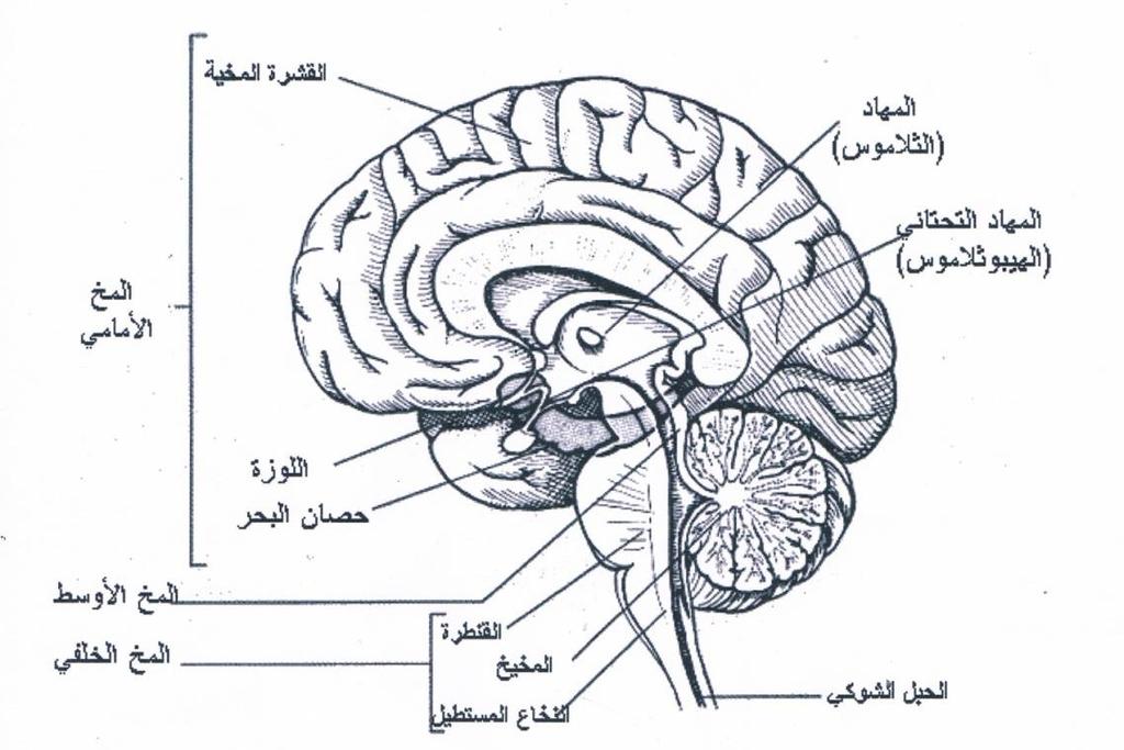 في العمود بين الكسور الثاني. ضرب وعملية التي كل الأول اقرن العمود يمثلها نموذج في الجداول و