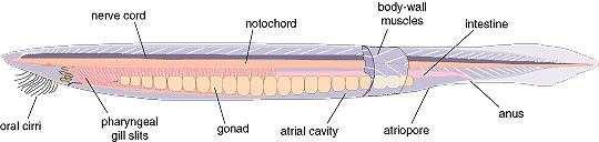 النمو الجنيني للرميح Embryology of Amphioxus ينتمي الرميح الى شعبة الحبليات Phylum:Chordata وتحت شعبة راسية الحبل الظھري Sub phylum:cephalochordata تقع الغدد التناسلية gonads على جانبي الجسم في