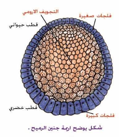بالعدد وتصغر بالحجم ويحتوي ھذا التركيب في وسطه تجويفا يدعى الجوف االرومي blastocoel الذي يحاط بطبقة واحدة من