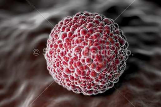 المعيدة Gastrula يتكون ھذا التركيب على مرحلتين 1- معيدة حديثة التكوين Early gastrula بداية انبعاج جھة الخاليا