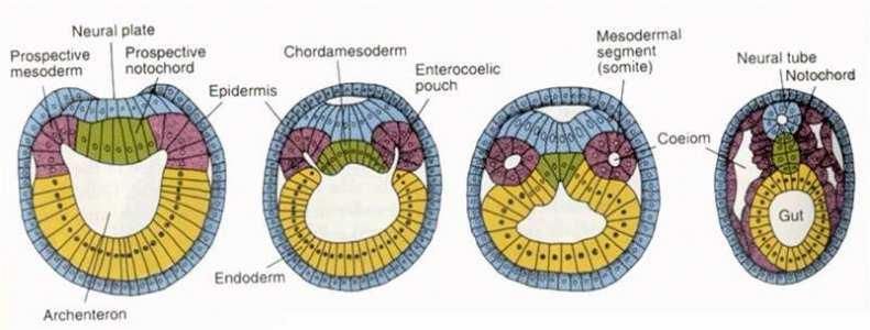 endoderm وطبقة داخلية ذات الخاليا كبيرة الحجم تدعى االديم الباطن ectoderm تكوين األنبوب العصبي :ينشا من األديم الظاھر وعلى ثالث مراحل 1- مرحلة الصفيحة العصبية Neural plate تشمل تسطح المنطقة الظھرية