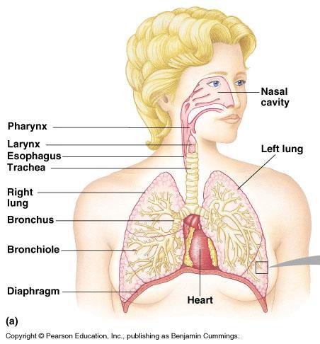 الجيوب الانفيه في جسم الانسان ضمن اعضاء الجهاز التنفسي فكم عددها