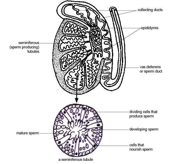 األجنة العملي...المحاضرة الثانية النمو الجنيني للضفدع Embryogenesis for Frog الضفدع Rana.