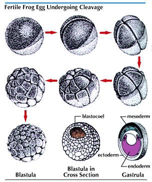 المبيض البيوض واألغشية الجيالتينية األجناس منفصلة sexes separate واإلخصاب خارجي External fertilization حيث تلقى البيوض والحيامن إلى الماء لتتم عملية اإلخصاب.