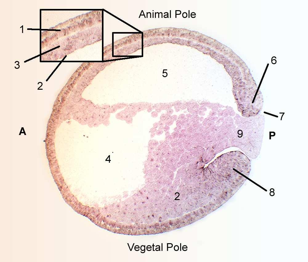 المحي Yolk plug فيما بعد تصغر الفتحة