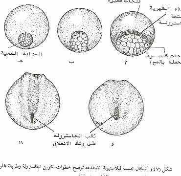 streak المعيدة مبكرة النمو Early gastrula