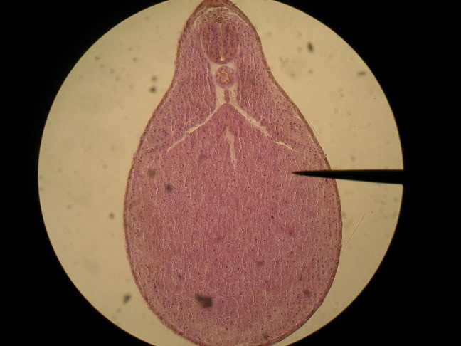 تكوين الجھاز العصبي Nerve system ينشأ الجھاز العصبي من االديم الظاھر وبنفس الخطوات السابقة في جنين الرميح حيث يطلق على جنين