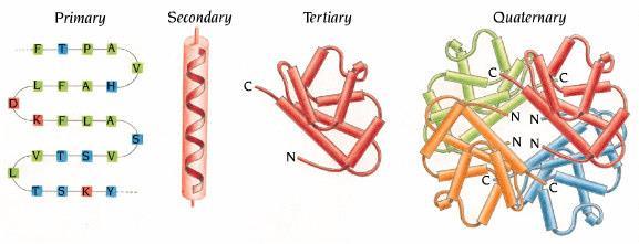 .Tertiary structure of Proteins.