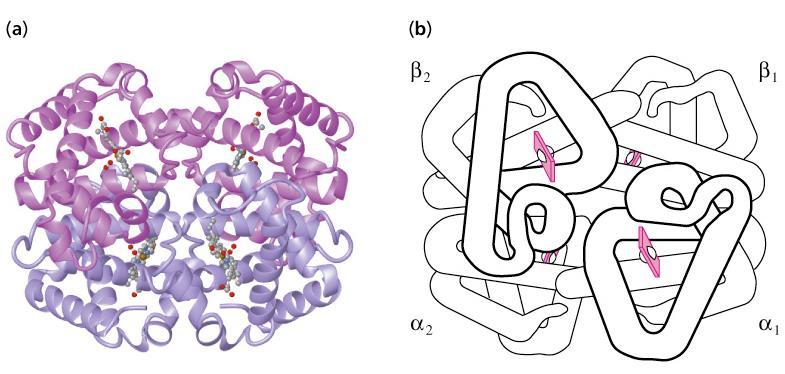 اتا كياب اتنااتن تليا وتي :Tertiary structure of Proteins تظيةر البروتينةات الورويةةة globular proteins تركيبةةا ثالليةةا فييةةاب اهةةاا البنةةاء يملةةو الشةةوو الل ثةةي األوعةةاد Three dimension