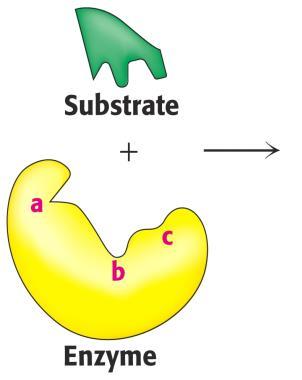 2- نظتي التوافا المساتح Theory) :)Induced- Fit تفتلر هلذه النيريلة أ الموقلل الفع لال لألنلزيم يكللو بشلكل