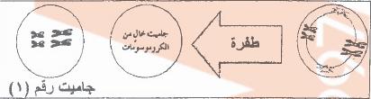 أعئ خ صاسح ز ػخ ػ ٠ ا طلشاد عإا صاسح: 2111 ط ق ا طلشاد ا ش ع ٤ خ ا ٥ ر ٤ خ ئ ٠ ؽلشاد رإصش ك ٢ رش ٤ ت ا ش ع أ ؽلشاد رإصش ك ٢ ػذد ا ش ع بد: أ( ػذ ا لظب ا ش ع بد ا ز بص خ ع ٤ ؼ ب ك ٢ أص بء اال وغب ا ظ ق