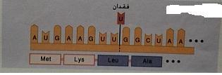أعئ خ صاسح ز ػخ ػ ٠ ا طلشاد أ( عإا صاسح: 2115 أ( هبس ث ٤ ؽب خ رؼذد ا غ ػخ ا ش ع ٤ خ ( 2n ) ؽب خ رؼبػق ا غ ػخ ا ش ع ٤ خ ( 4n ) ؽ ٤ ش ع اال وغب ا ز ٢ رؾذس خال ة( ٣ ؼ د عجت ثؼغ ا ز ٤ شاد ك ٢ ا بدح ا ساص