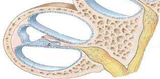 222 األذن ال اخلية Ear) (Inner 1.