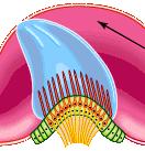 دفعلات عصلبية فلي ال صاب القوق ي nerve) (Cochlear تنتقل إلى الدماغ عبر ال صب
