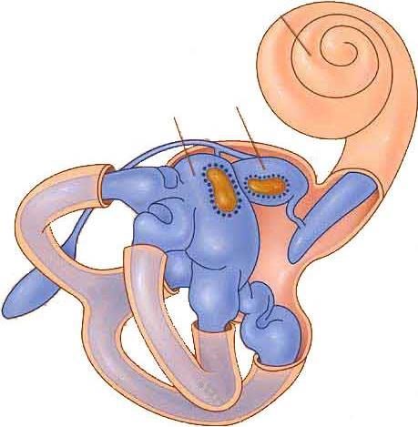 الخاليا الش رية cells) (Hair يضمها عضاو كاورتي Corti) (Organ of بلين مصلراعي