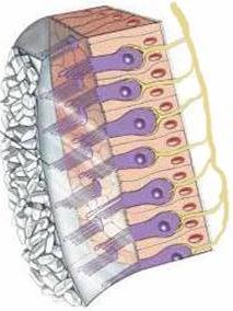 رية Hair cells عصب اإلتزان Balance (vestibular) ت فق السائل Flow of fluid
