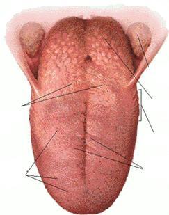 ب) د) 228 حلمات محيطية 2Circumvallate papillae حلمات فطرية 1Fungiform papillae لوة لهاتية Palatine tonsil لوة لسانية Lingual tonsil حلمات جانبية 3Foliate papillae حلمات خيطية 4Filiform papillae )أ(