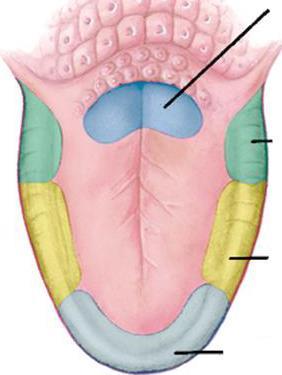 (Taste buds) (Taste pores) في مكان يعلو منطقة الحلملات يلث تحتلوى يبرز منها خميالت يعلق بها المحلول وتفصيل ذلك أجه عندما يشر االجسان شرابا أو يأكل طعاما فإن جزيئات مثل السكر أو المل ترتبط بمستقبل