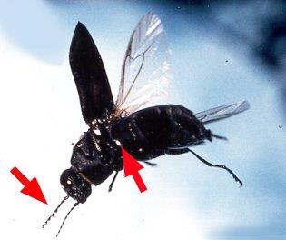 231 ثالثا : المستقبالت الحرارية (Thermoreceptors) هناك العديد من الالفقاريات لديه مستقبالت مدركلة للتغيلر فلي الحلرارف.