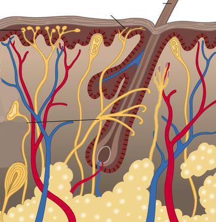 217 اوال : المستقبالت الميكانيكية (Mechanoreceptors) حاسة اللمس Touch) (Sense of هناك أجواع من الخاليا العصبية الحسية المتخصصة فلي اإل سلا )درجة الخشوجة والنعومة(.