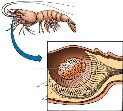 ب) 219 حويصالت اإلتزان (Statocysts) أعضاء سية متخصصة في اإلستجابة لقوف الجاذبية األرضية توجد في العديد من الالفقاريات تجعل الجسم يتخذ الوضلع واإلتجلاه المناسلبين بالنسلبة للجاذبيلة (Equilibrium)