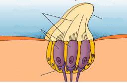 (Creyfish) حصا اإلتزان Statolith ش يرات حسية Sensory hairs خاليا عصبية حسية Sensory neurons عصب حسي Sensory nerve شكل )7-3(: حويصالت اإلتزان في اإلربيان "جراد البحر" (Creyfish) )1( باهتزاة حصا