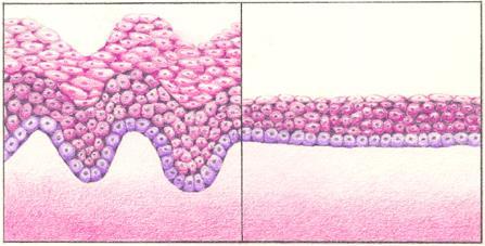Mohammad A. Randhawa & Mohamed Soliman: A review of the developmental, structural, biochemical,.