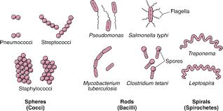 Lecture 1: Bacterial cell structures and their function -Shape and size البكتريا تختلف في االشكال واالحجام.