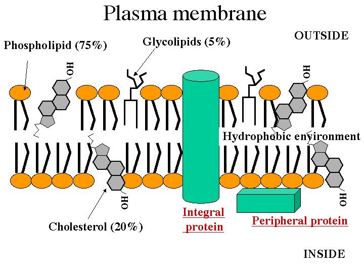 Function of cytoplasmic membrane: لكونه غشاء او حاجز اختياري النفواية Selectively permeable فانه يحدد مرور المواد من خالله بواسطة حجم الثقوب وطبيعته الكارهة للماء. موقع لخزن الطاقة.
