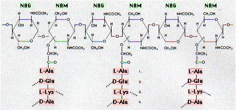 Chains of NAG and NAM attached to other chains by Tetrapeptide cross bridges الجدار الخلوي للبكتريا السالبة معقد من الناحية الكيميائية ويتالف على االقل من طبقتين بينما الجدار الخلوي للبكتريا الموجبة