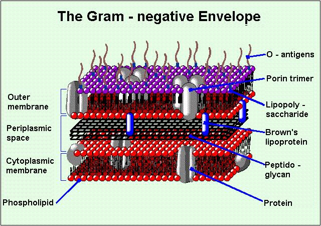 طبقة ال peptidoglycan ترتبط الى lipoprotein unit (والتي تقوم بتثبيت الغشاء الخارجي بغرسه في طبقة الببتيدوكاليكان) واالخيرة ترتبط لل outer membrane