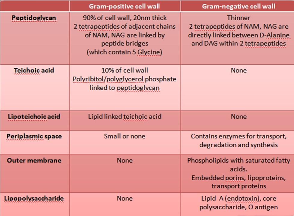 Function of outer membrane -ويمثل الحاجز النفااي الرئيسي قي الخاليا السالبة لصبغة كرام وكذلك يحمي البكتريا ويمكنها في العي في البيئة القاسية -يحمي البكتريا من المعالجة بالمضادات الحياتية حيث يمنع