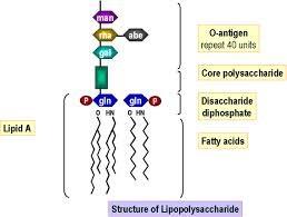 يتكون Lipid A من جزيئتين من وحدات سكر ) sugar (glucosamine ترتبط الى hydroxyl fatty acid ومجموعة فوسفات ويعد هذا الدهن كنوع من السموم الداخلية والذي تكون سميته في مجرى الدم او القناة الهضمية للمضيف.