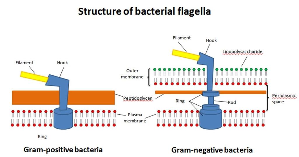 1- تساعد على تبادل المادة الورامية بين الخاليا البكتيرية بعملية تتدعى باالقتران conjugation. 2- تساعد ايضا بعلمية االلتصاق النسجة المضيف وبالتالي حدوث الغزو واالصابة. 3 -تمثل مستقبالت للعاميات.