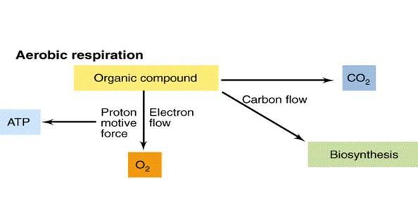 Flavine adenine dinucleotide (FAD) add electrons and hydrogen FADH 2 المستقبل النهائي لاللكترونات في سلسلة نقل االلكترونات هو جزيئة االوكسجين.