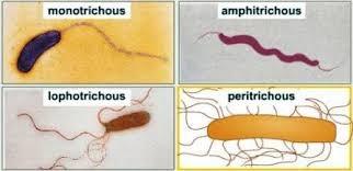 Types of Flagella distribution Monotrichous flagella: Amphitrichous flagella: Peritrichous flagella: خلية بكتيرية تمتلك سوط واحد في احدى نهايتها خلية بكتيرية تمتلك سوط واحد كلتا نهايتها خلية بكتيرية