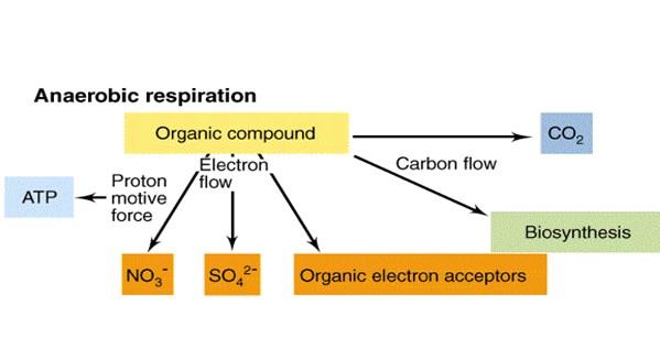 Fermentation في عملية التخمر البايروفيت المنتج من عملية ال glycolysis ينقلب الى العديد من النواتج النهائية وتختلف باختالف االجناس البكتيرية.