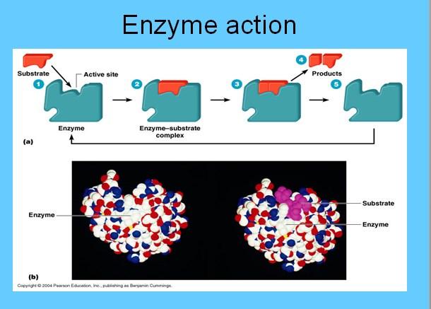 مكونات االنزيمات Enzymes consist تتالف اغلب االنزيمات من جزئيين Apoenzyme وهو الجزء البروتيني من االنزيم Cofactors وهو الجزء غير البروتيني من االنزيم وغالبا ما يكون معدني metallic او عضويcoenzyme