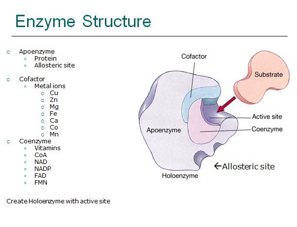 االنزيمات اما تكون خارجية exoenzymes او داخلية endoenzymes