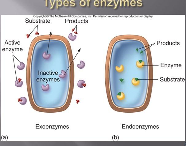 انزيمات cellulose, amylase, penicillinase في حين تبقى