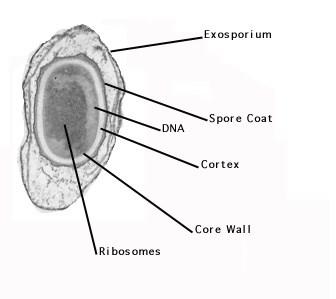 2- االبواغ الداخلية Endospore تراكيب غير قادرة على النمو تنتج من قبل بكتريا محددة مثل Bacillus spp. and Clostridium spp.