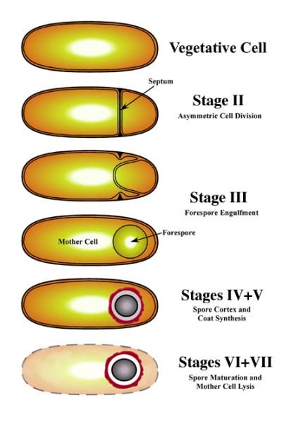 كيف تتم عملية تكوين السبورات sporogenesis or sporulation عند تعرض الخلية الخضرية للظروف غير المالئمة كقلة الغذاء في الوسط او الحرارة العالية تبدا الخلية بتكوين البوغ الداخلي الذي يبدء اوال بترسب بعض