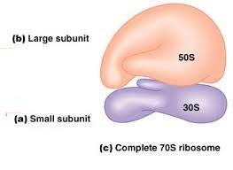 rrna Chromatin/Chromosomes الكروموسومات عبارة عن خيوط من DNA تتصل مع البروتين بينما الكروماتينات هي عبارة عن DNA مع البروتينات وتسمى الhistone.