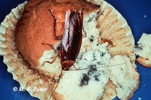 والبيطرية
